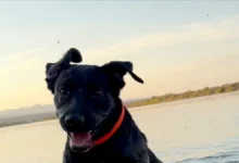 Cole Prevost Dog