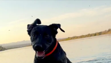 Cole Prevost Dog