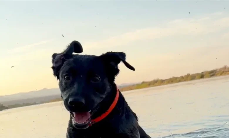 Cole Prevost Dog