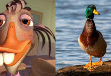 The Duck from Chicken Little